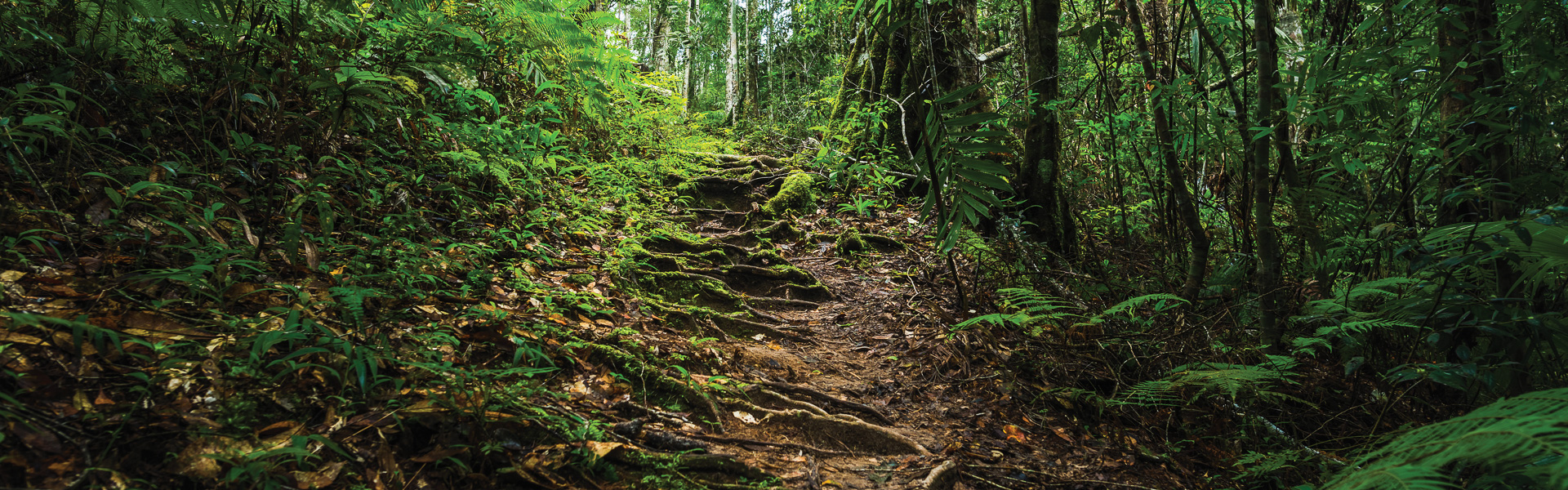 cover-image